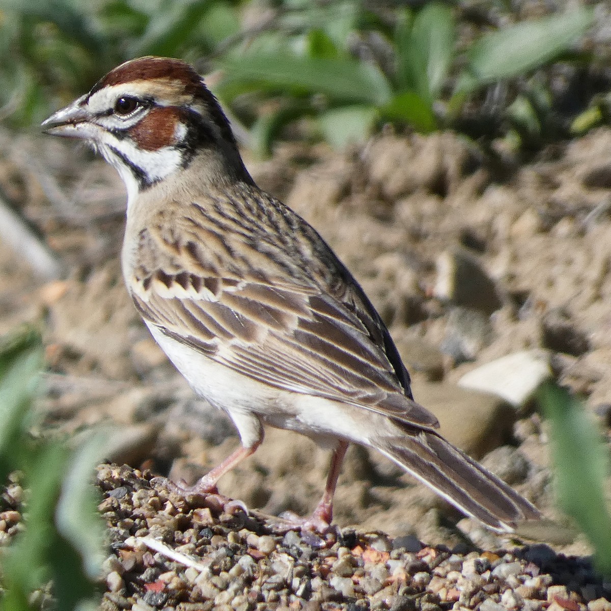 Lark Sparrow - C Fred Zeillemaker