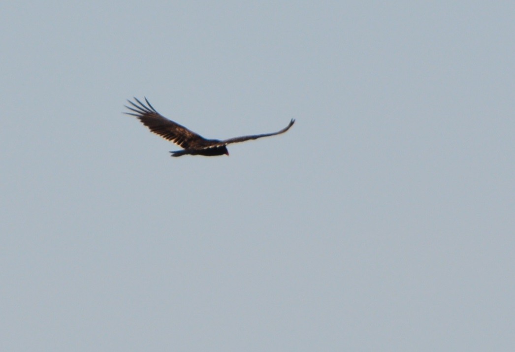 Turkey Vulture - ML619364962