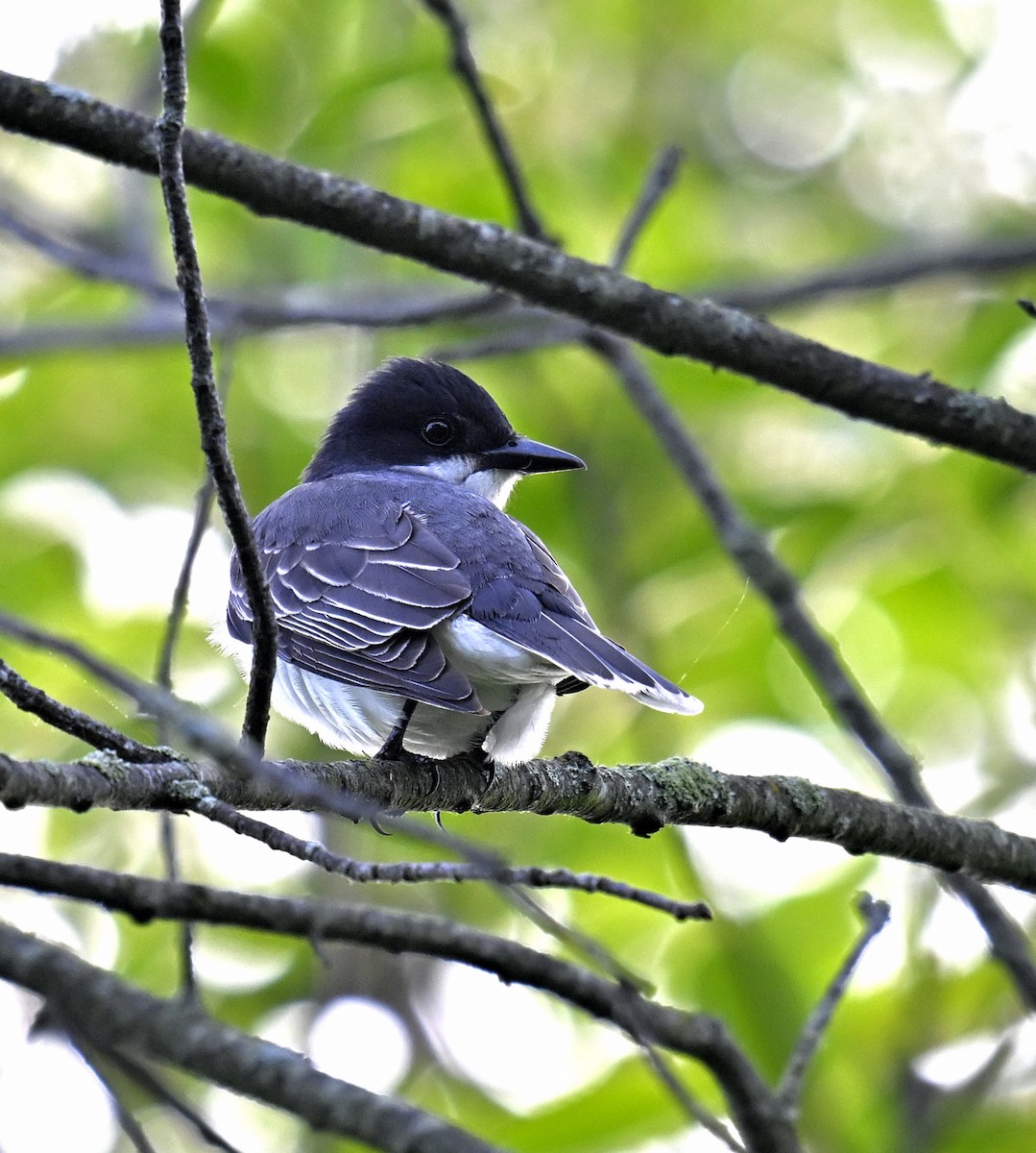 Eastern Kingbird - Eric Titcomb