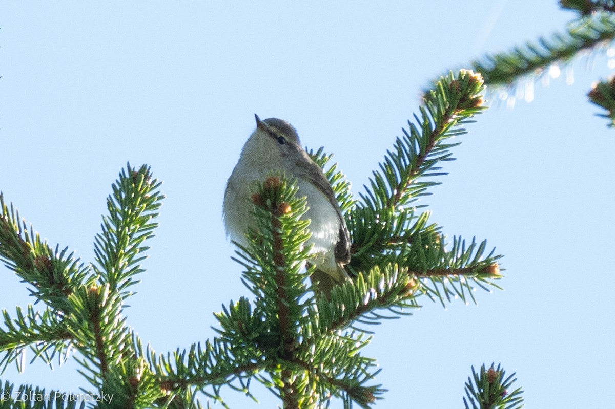 Common Chiffchaff - Zoltan Poleretzky