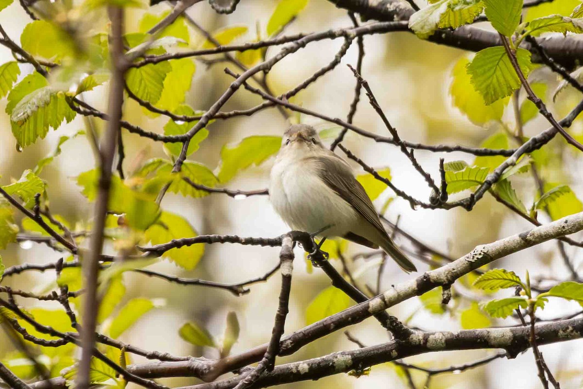 Warbling Vireo - Scott Fischer