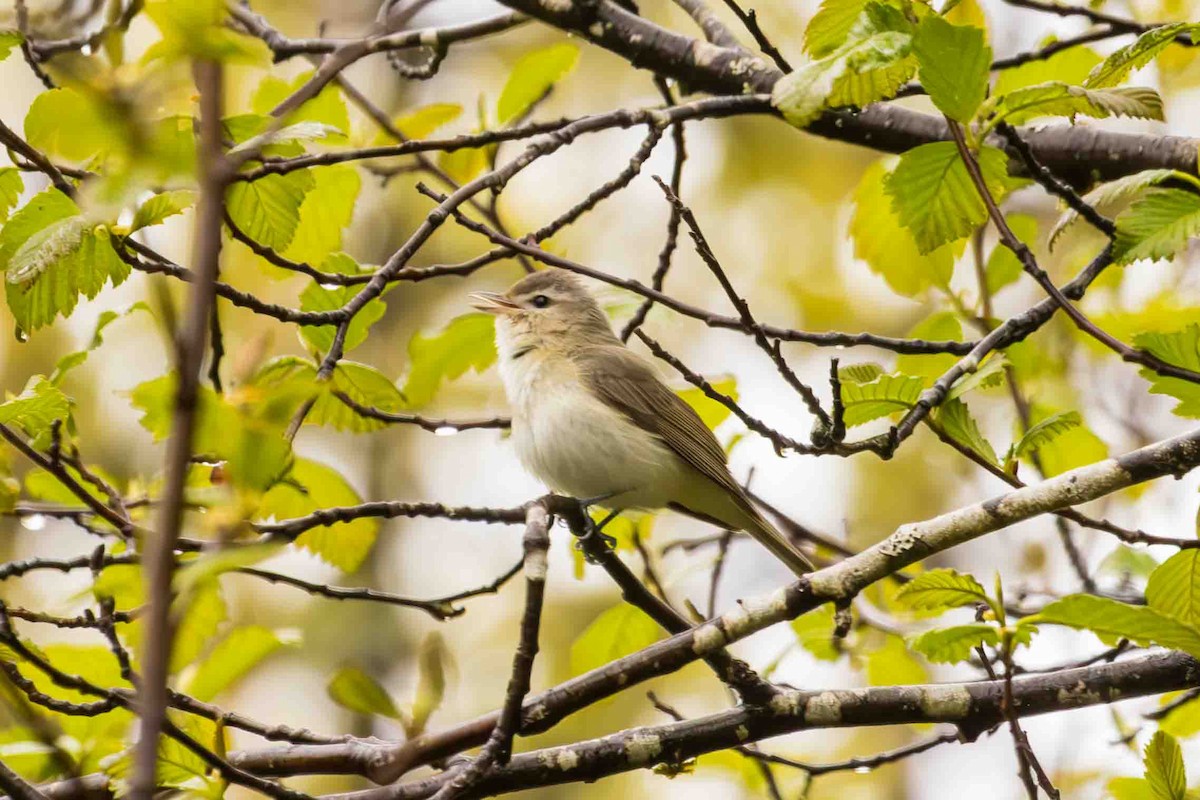 Warbling Vireo - ML619365007