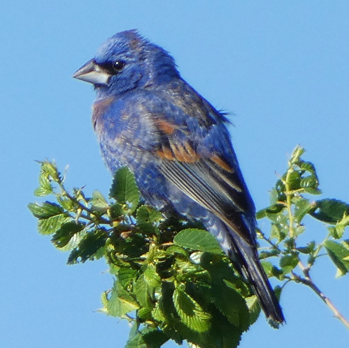 Blue Grosbeak - C Fred Zeillemaker