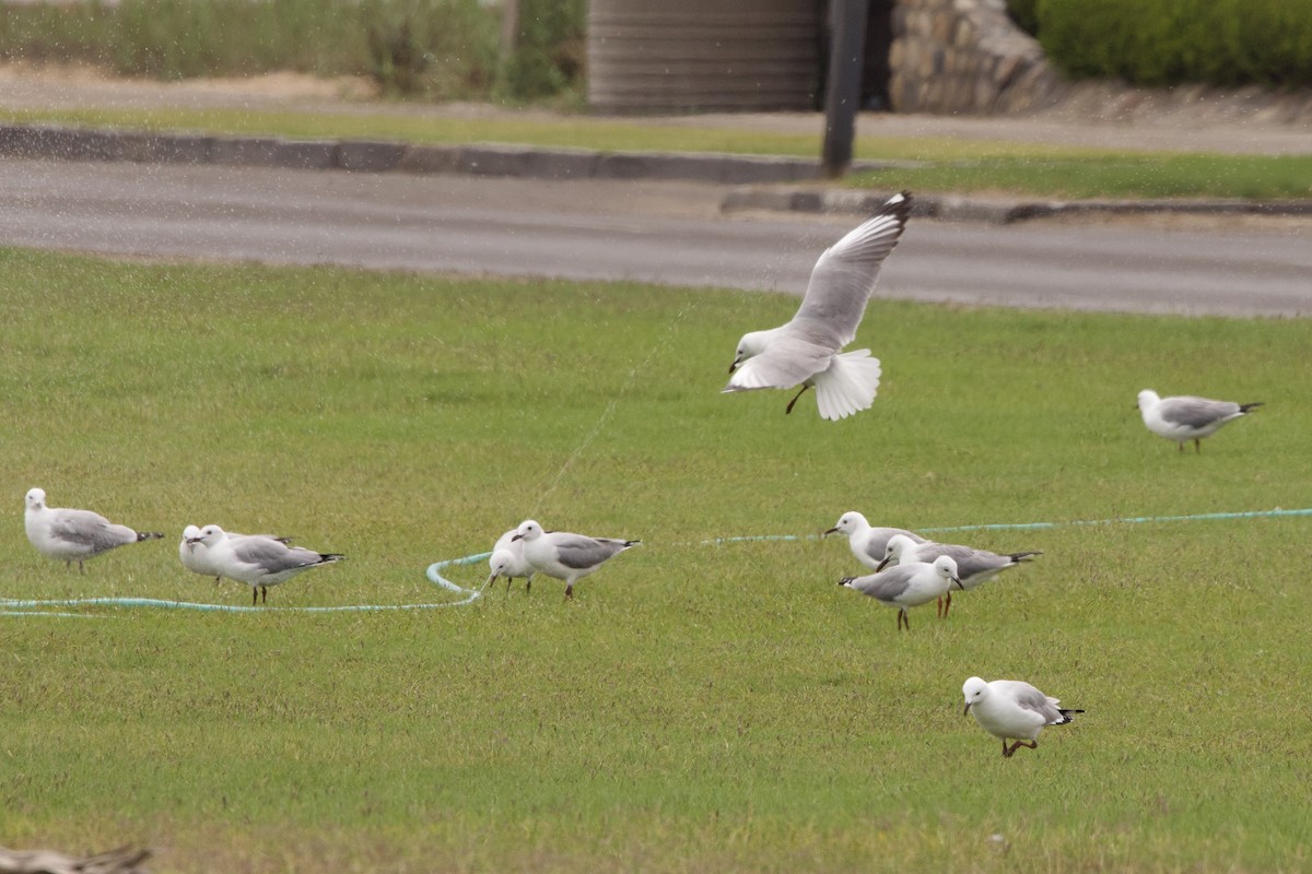 Hartlaub's Gull - John Bruin