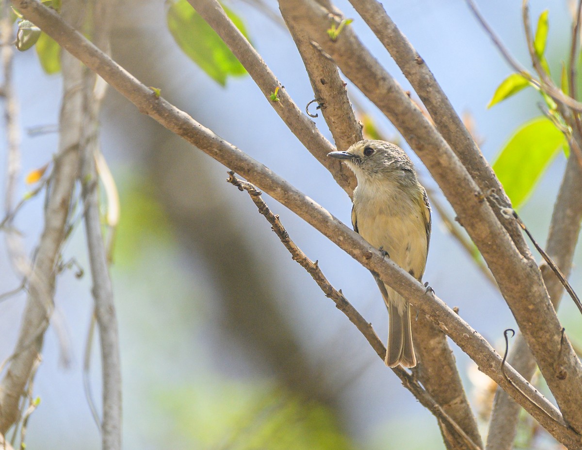 Dwarf Vireo - ML619365038