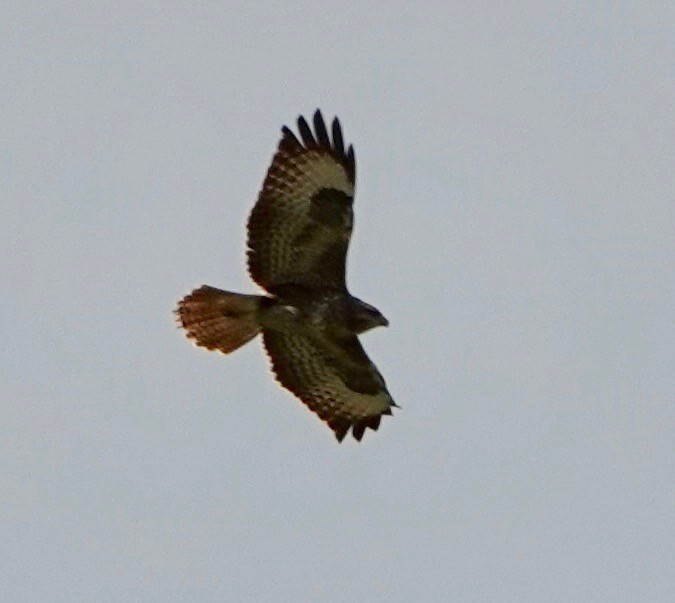 Common Buzzard - Nancy Henke