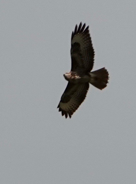 Common Buzzard - Nancy Henke