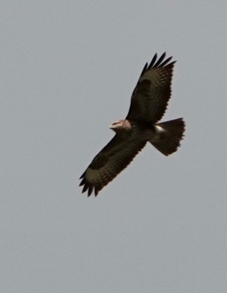 Common Buzzard - Nancy Henke