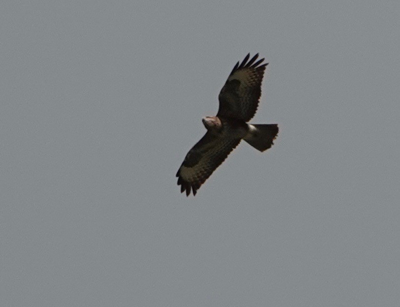 Common Buzzard - Nancy Henke