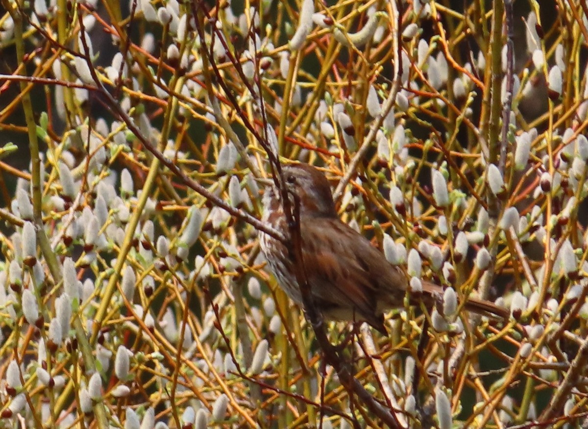 Song Sparrow - Claire Weiser