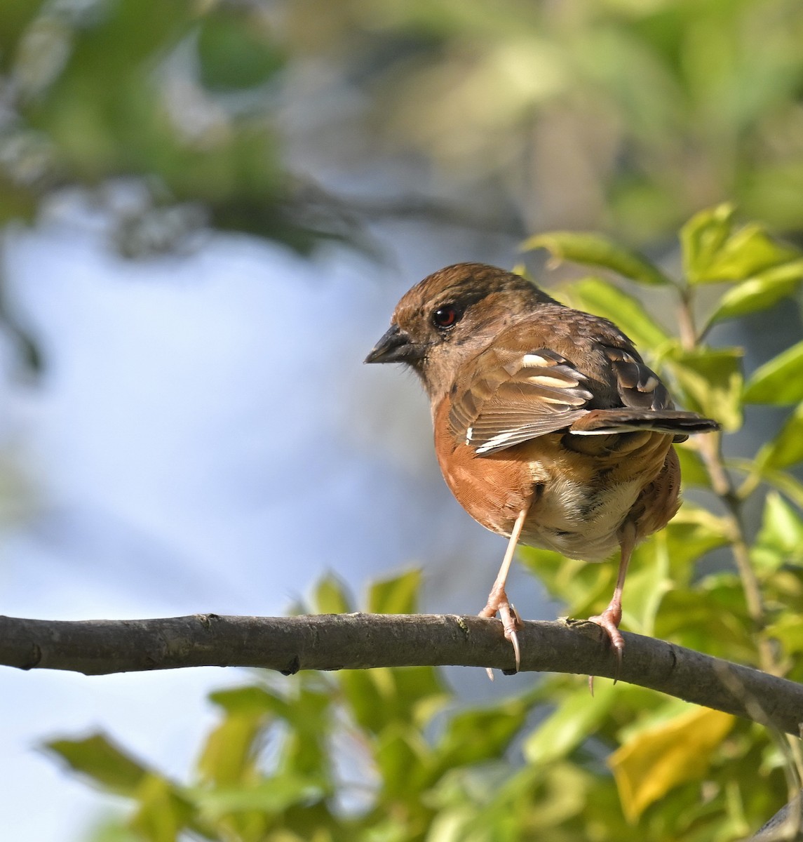 Eastern Towhee - Eric Titcomb