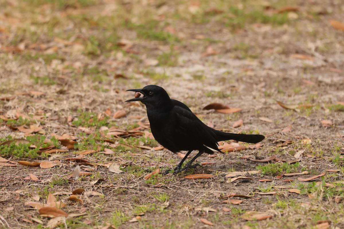 Boat-tailed Grackle - Allan Williams