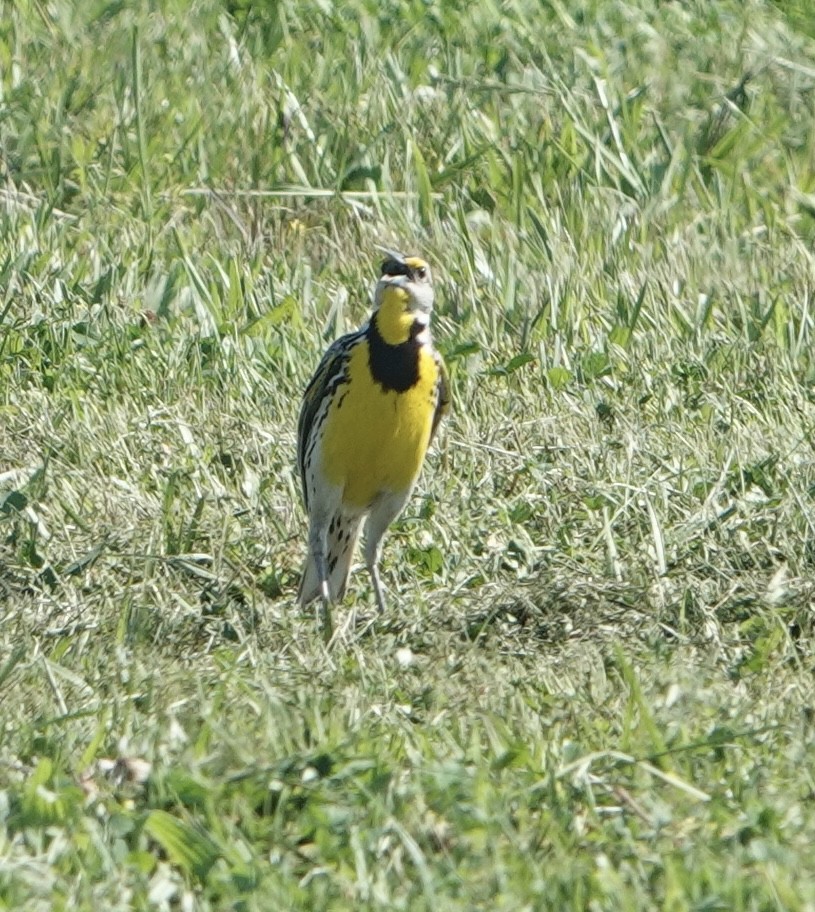 Eastern Meadowlark - Evan Clark