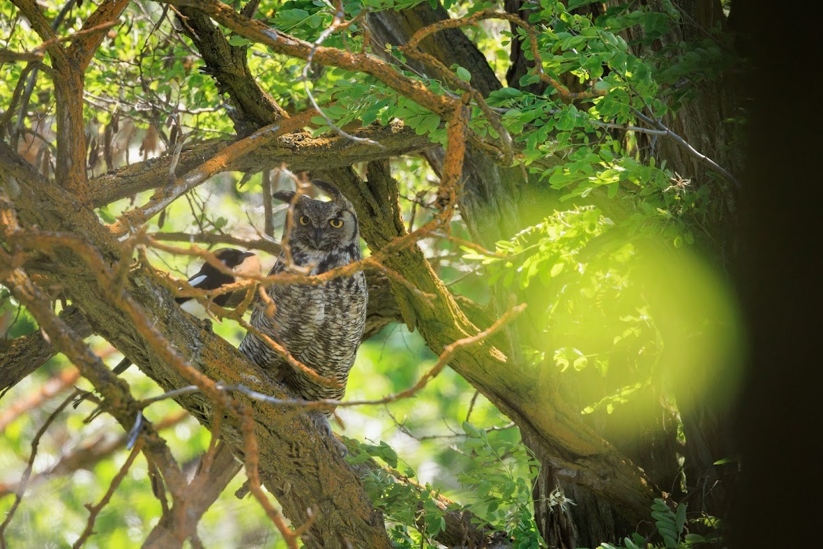 Great Horned Owl - A Nick