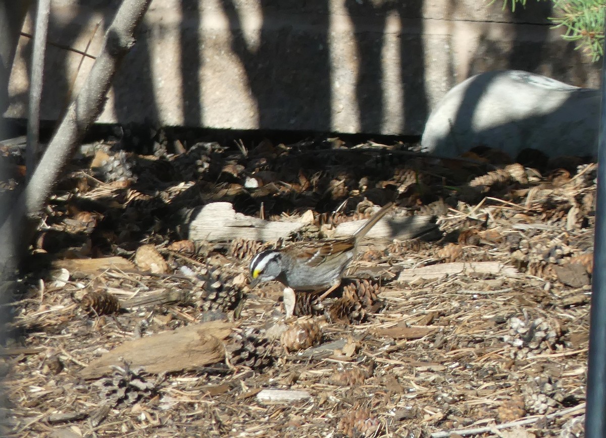 White-throated Sparrow - ML619365102