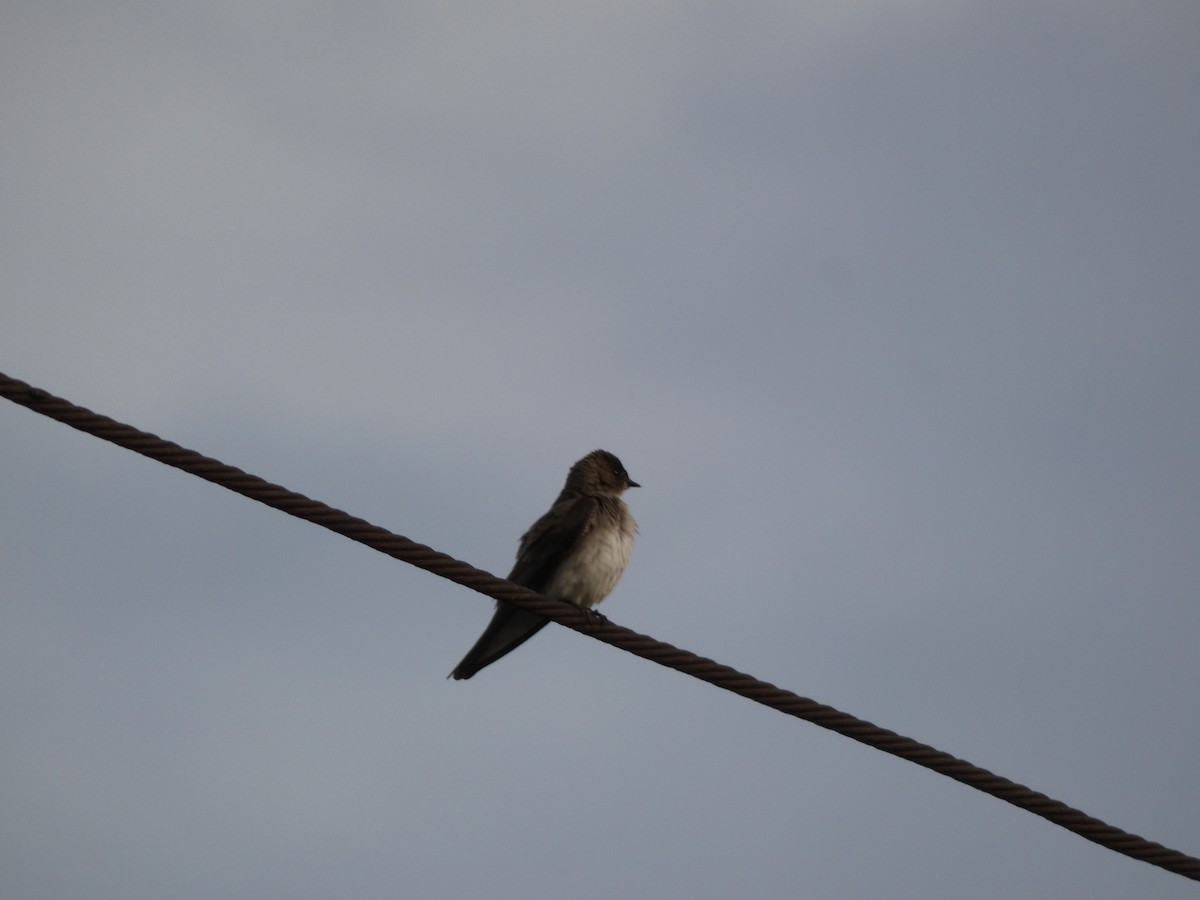 Northern Rough-winged Swallow - ML619365105