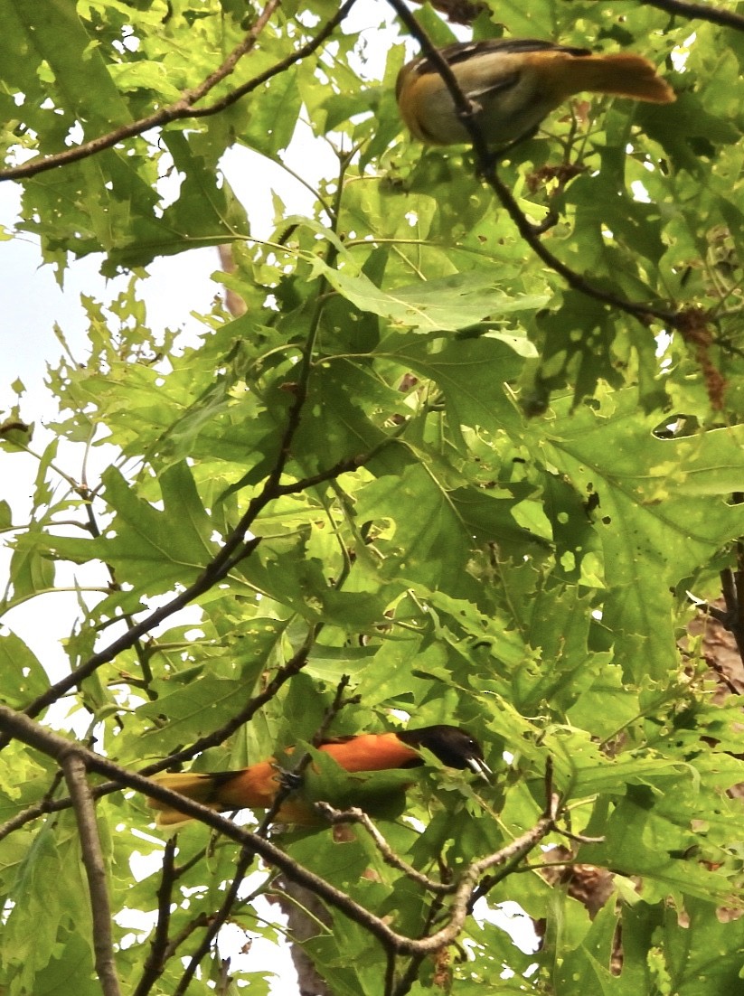 Baltimore Oriole - Jay Luke