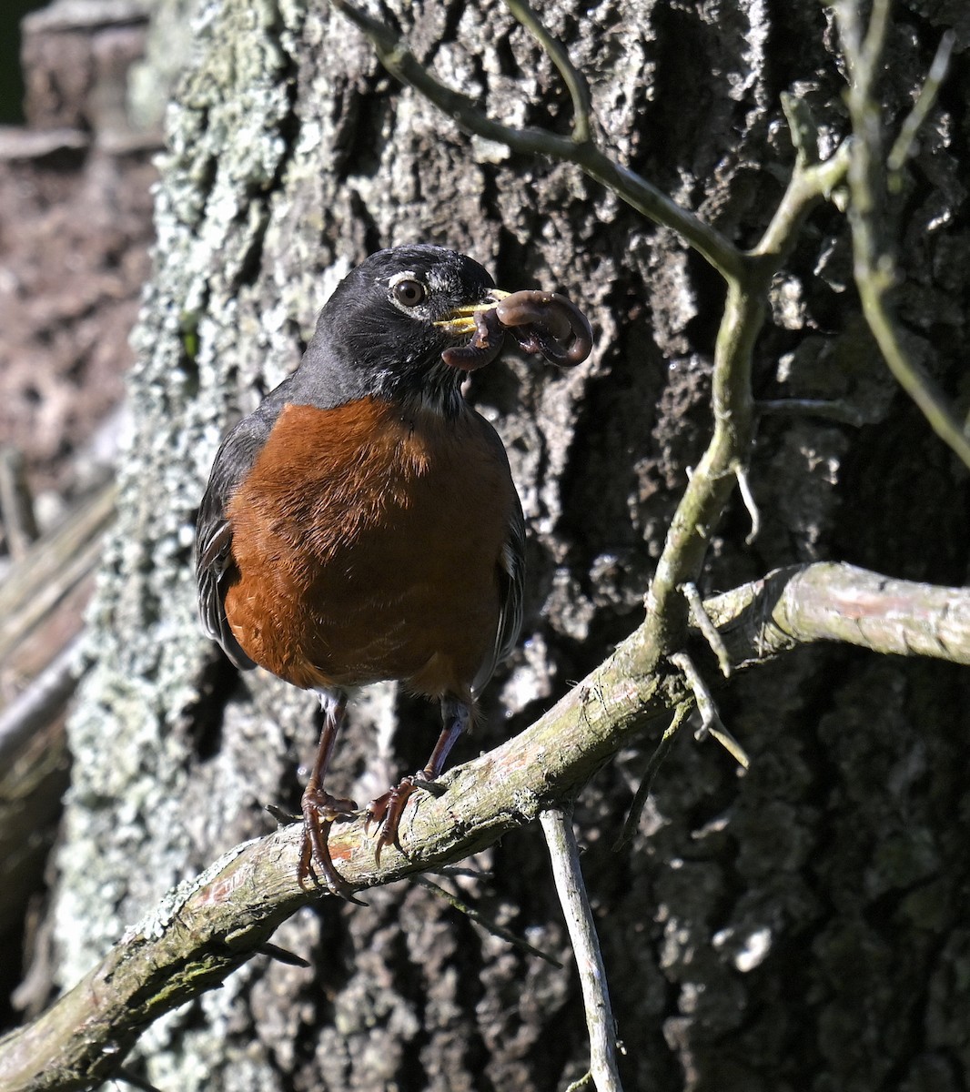 American Robin - Eric Titcomb