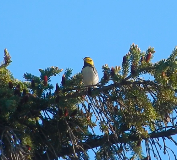 Black-throated Green Warbler - Tony Crasto