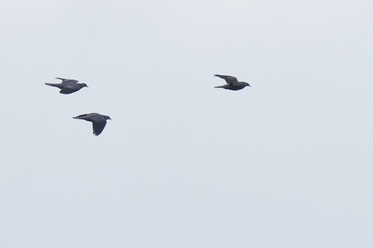 Band-tailed Pigeon - Luis Carlos García Mejía