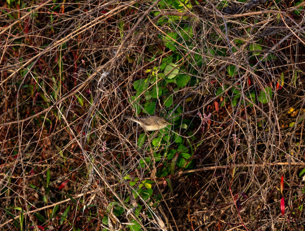 Common Reed Warbler - ML619365140