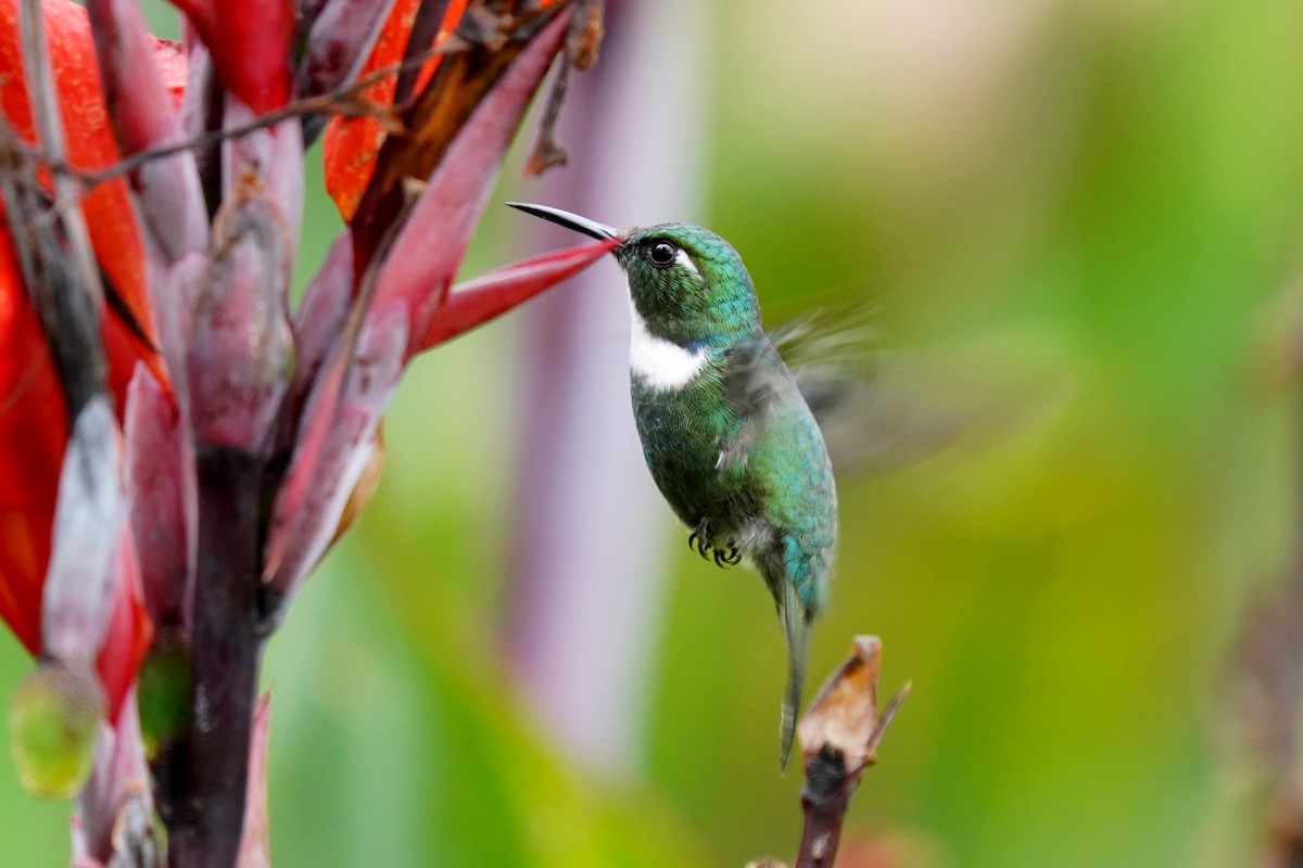 White-throated Daggerbill - ML619365156