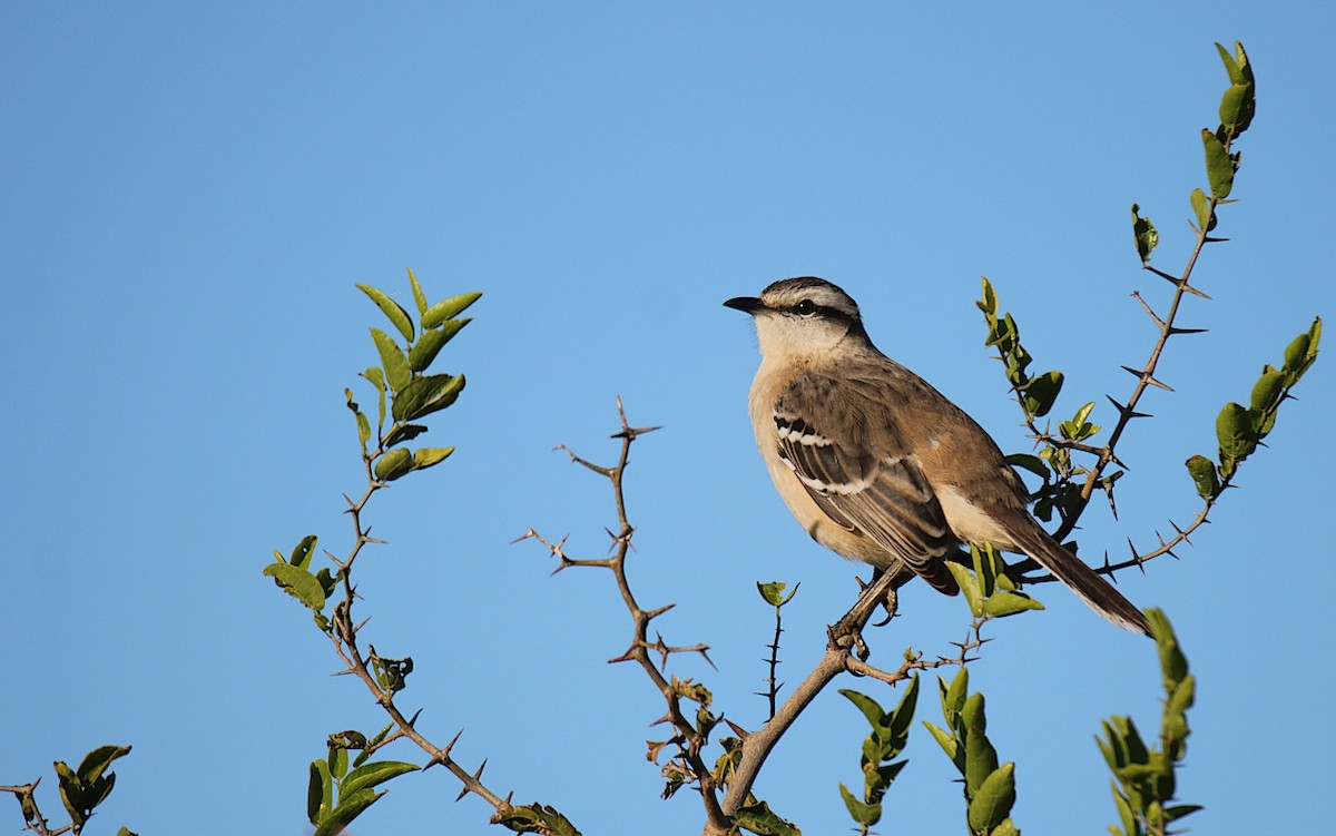 Chalk-browed Mockingbird - Diego Trillo