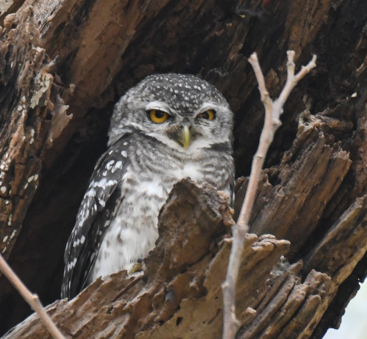 Spotted Owlet - Noreen Weeden