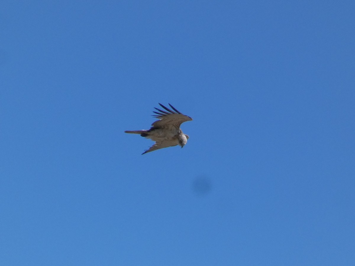 Short-toed Snake-Eagle - Xavier Parra Cuenca