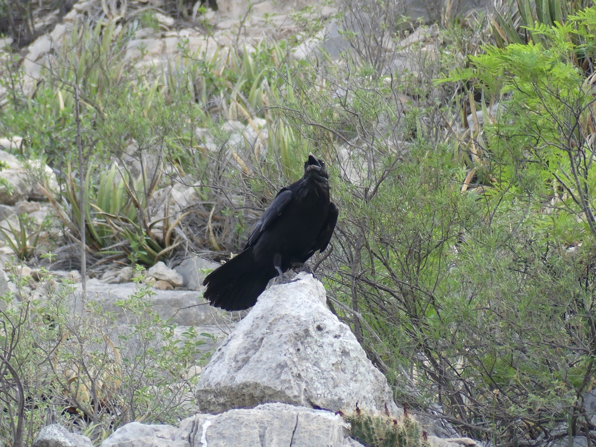 Common Raven - ML619365189