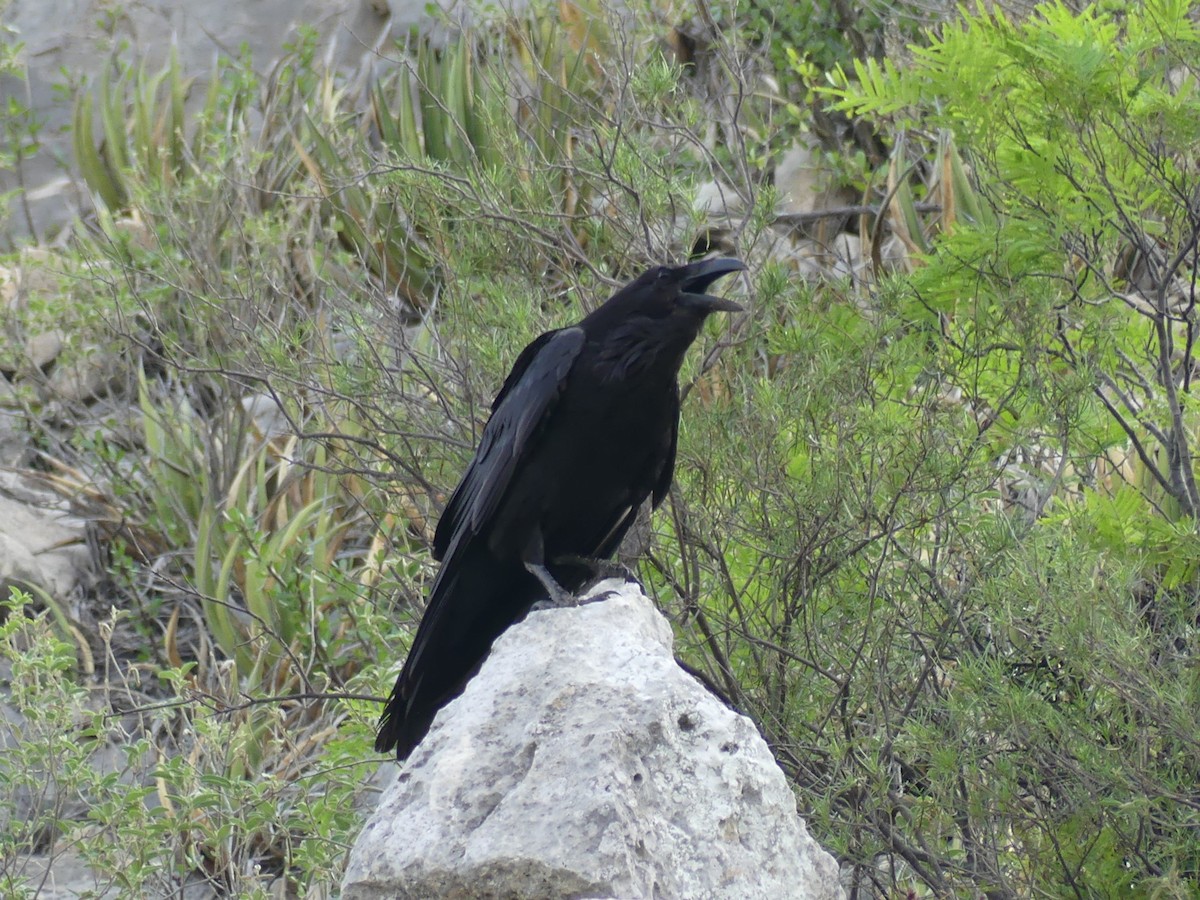 Common Raven - ML619365190