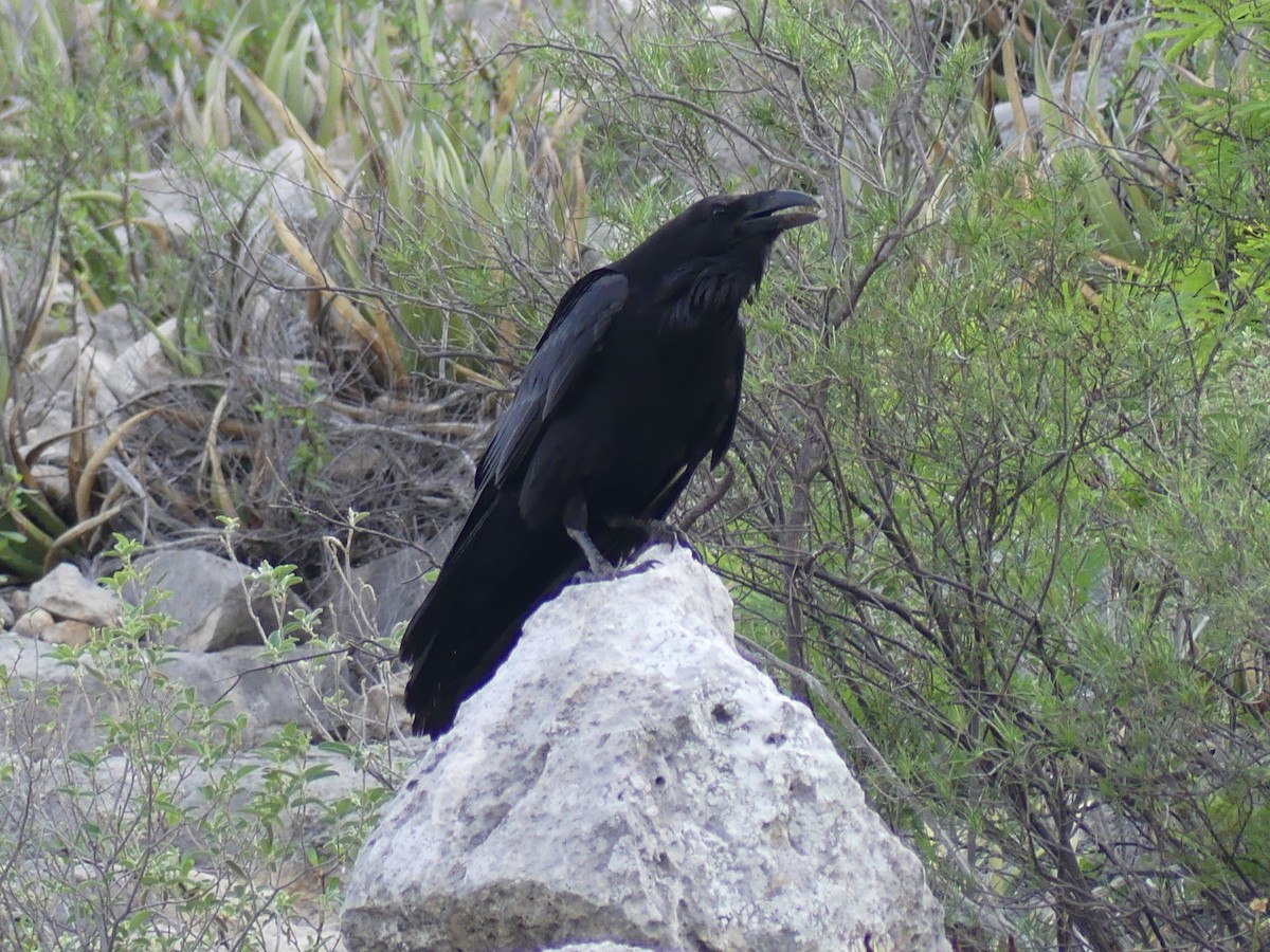 Common Raven - ML619365191