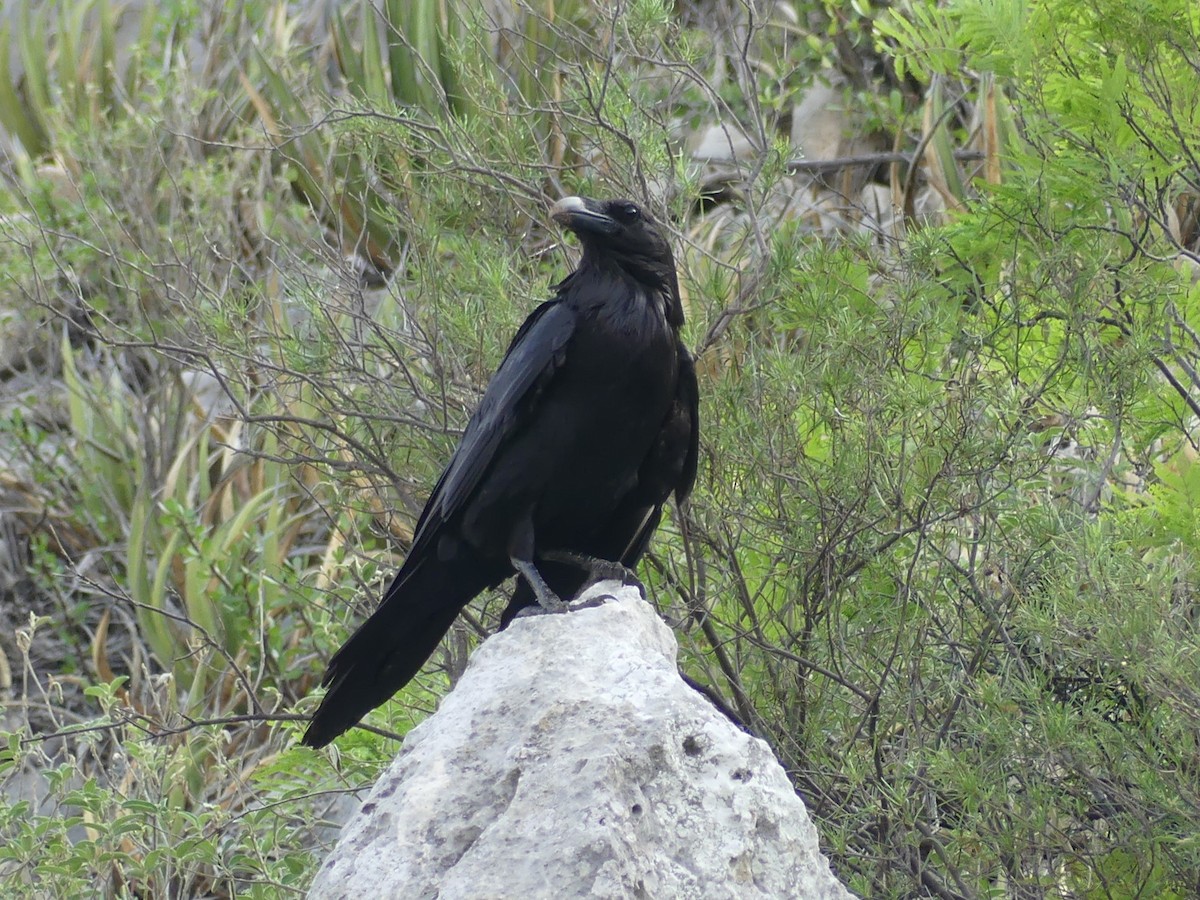 Common Raven - ML619365192