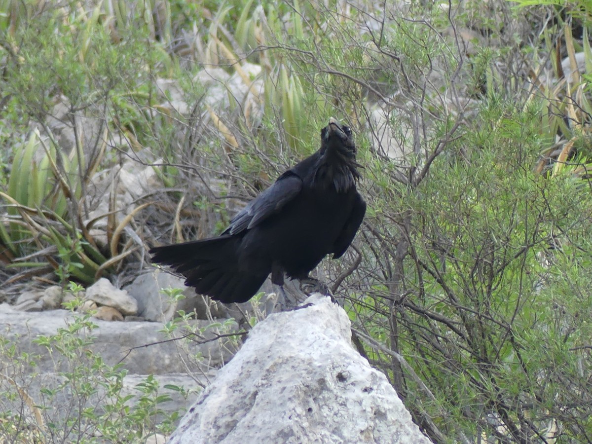Common Raven - ML619365193