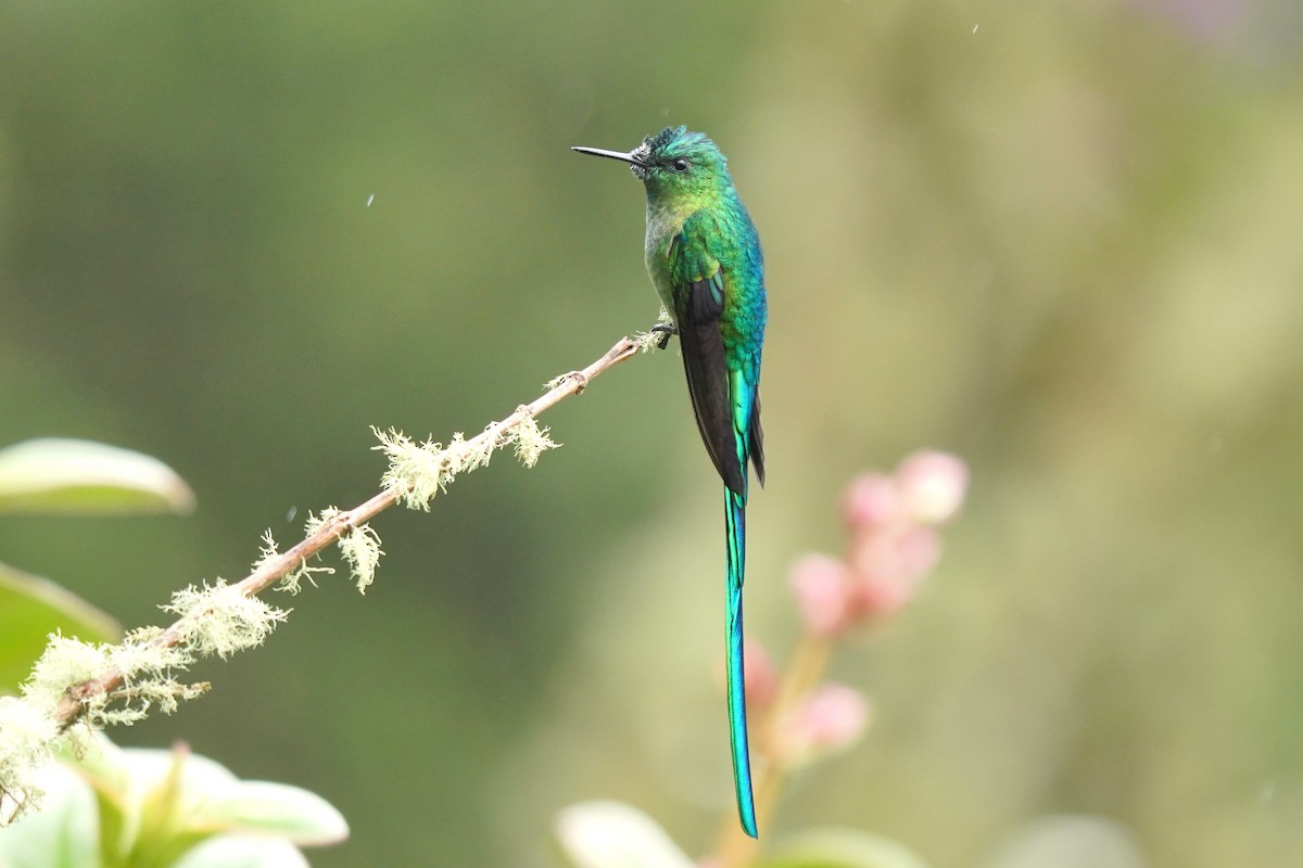 Long-tailed Sylph - Luis Carlos García Mejía