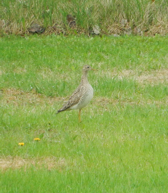 Upland Sandpiper - ML619365221