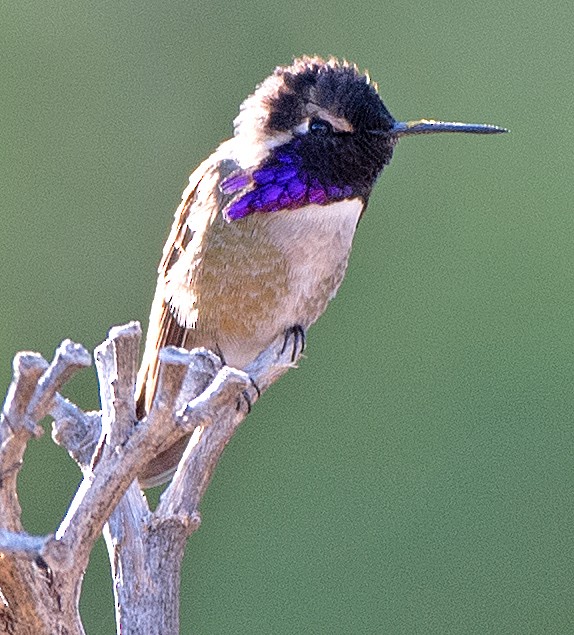 Costa's Hummingbird - Kenneth Butler