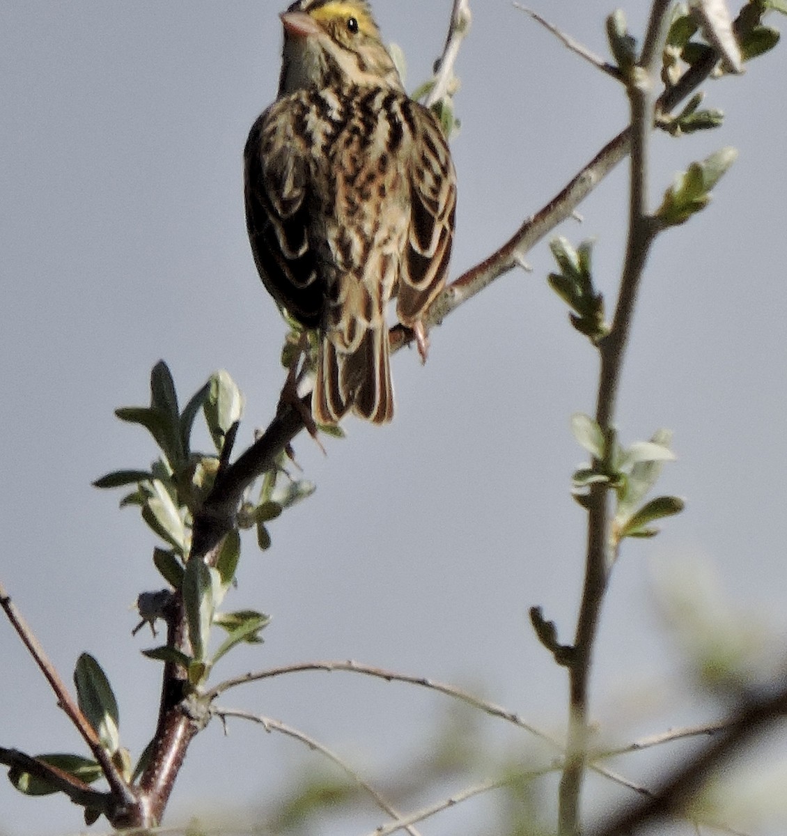 Savannah Sparrow - Daniel Casey