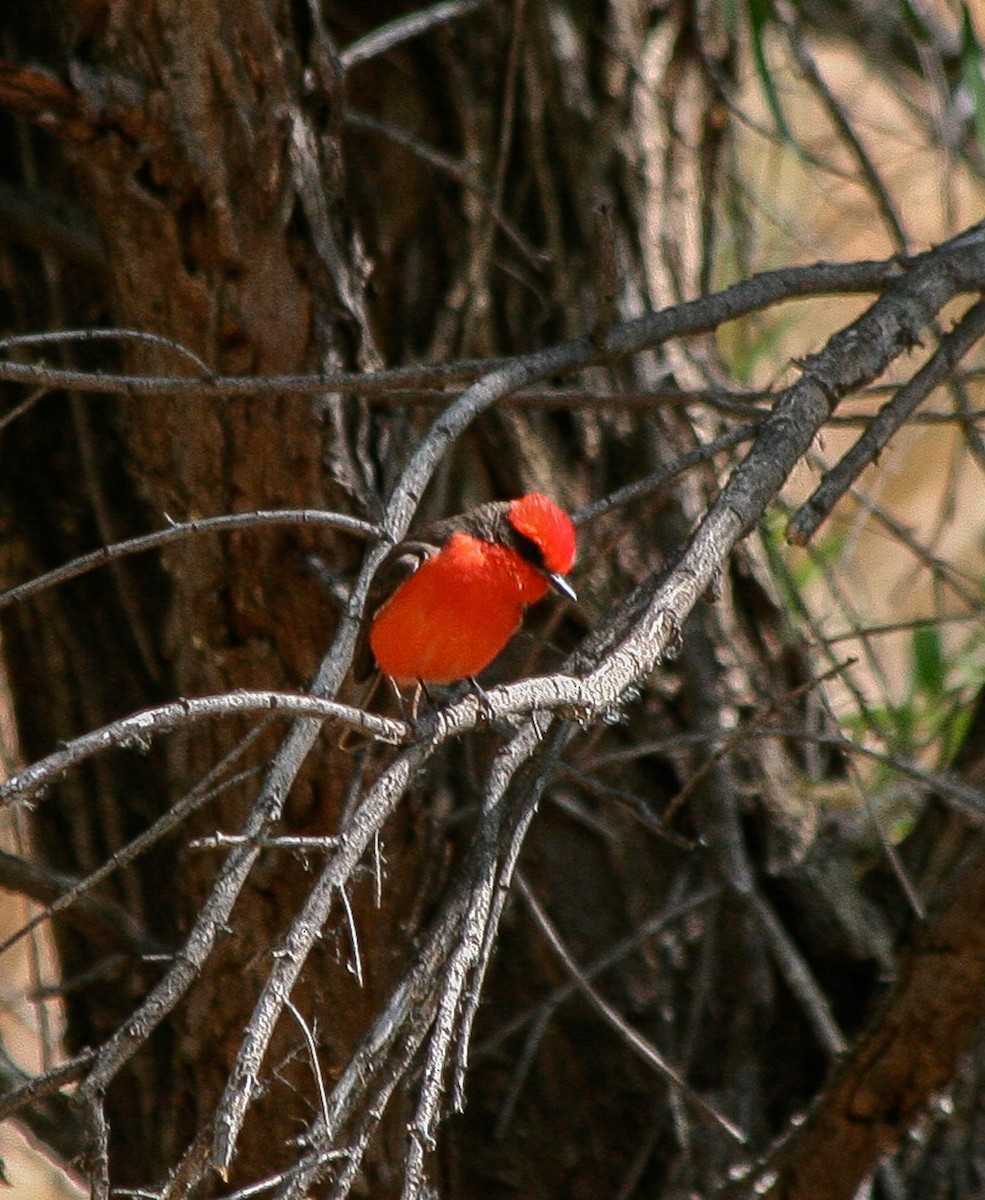 Vermilion Flycatcher - Nancy Davis