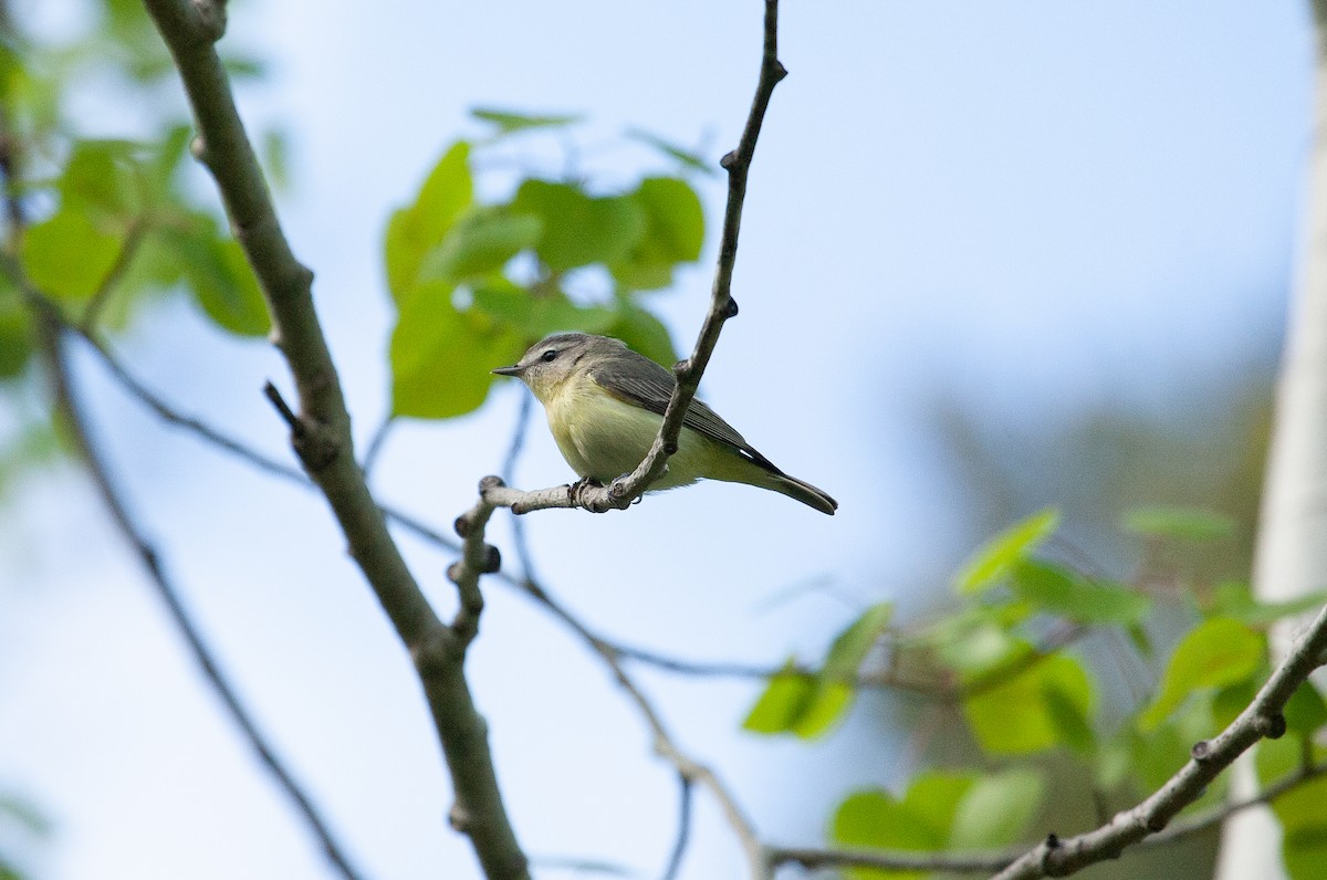 Philadelphia Vireo - ML619365241