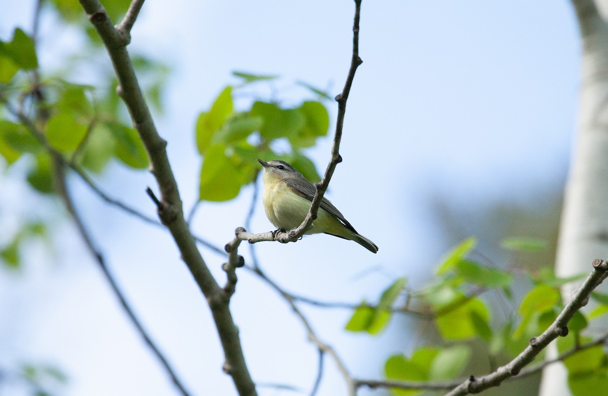 Philadelphia Vireo - ML619365242