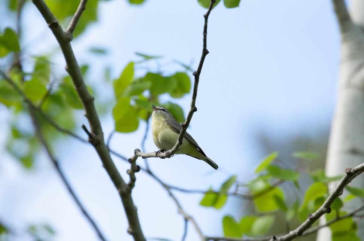 Philadelphia Vireo - ML619365243