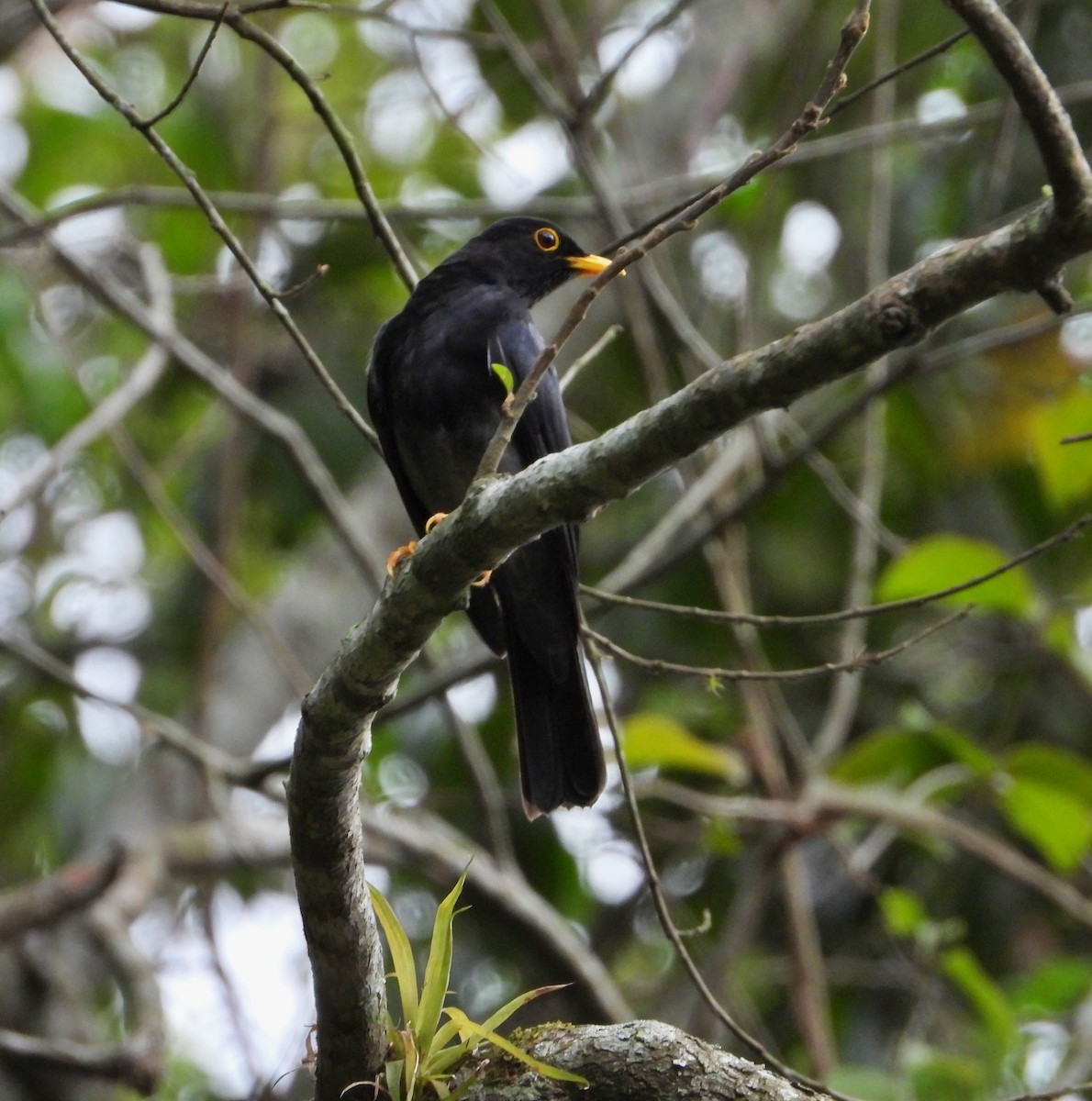 Yellow-legged Thrush - Manuel Pérez R.