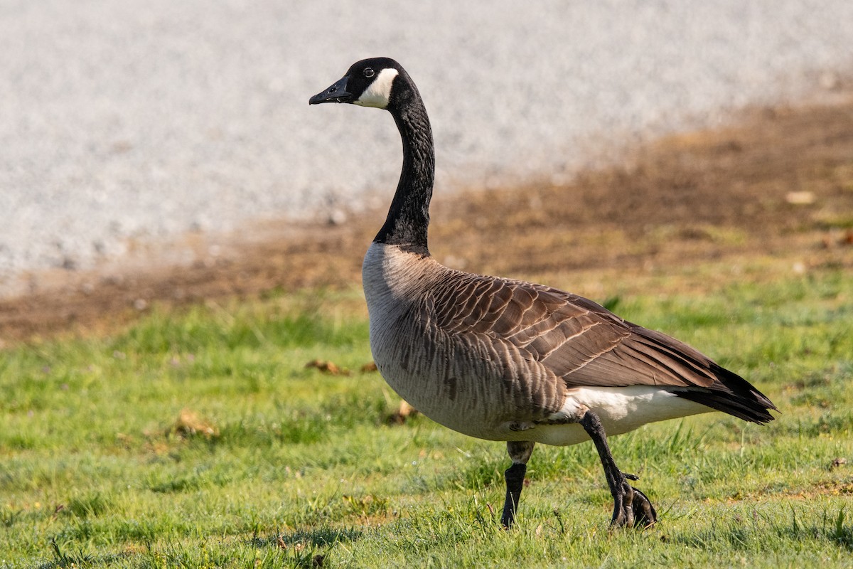 Canada Goose - Dominic More O’Ferrall