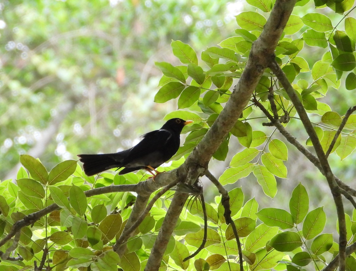 Yellow-legged Thrush - Manuel Pérez R.