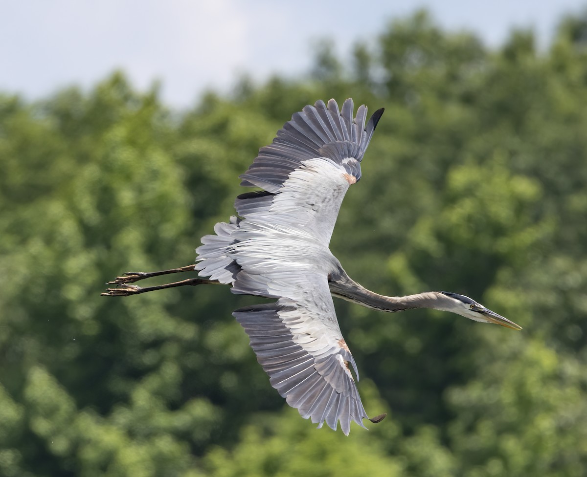 Great Blue Heron - Iris Kilpatrick