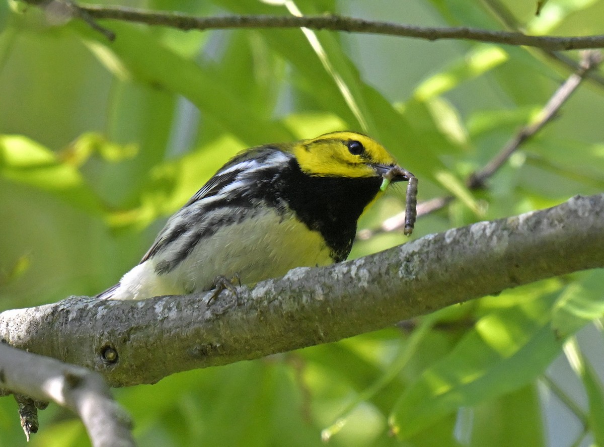 Black-throated Green Warbler - Eric Titcomb