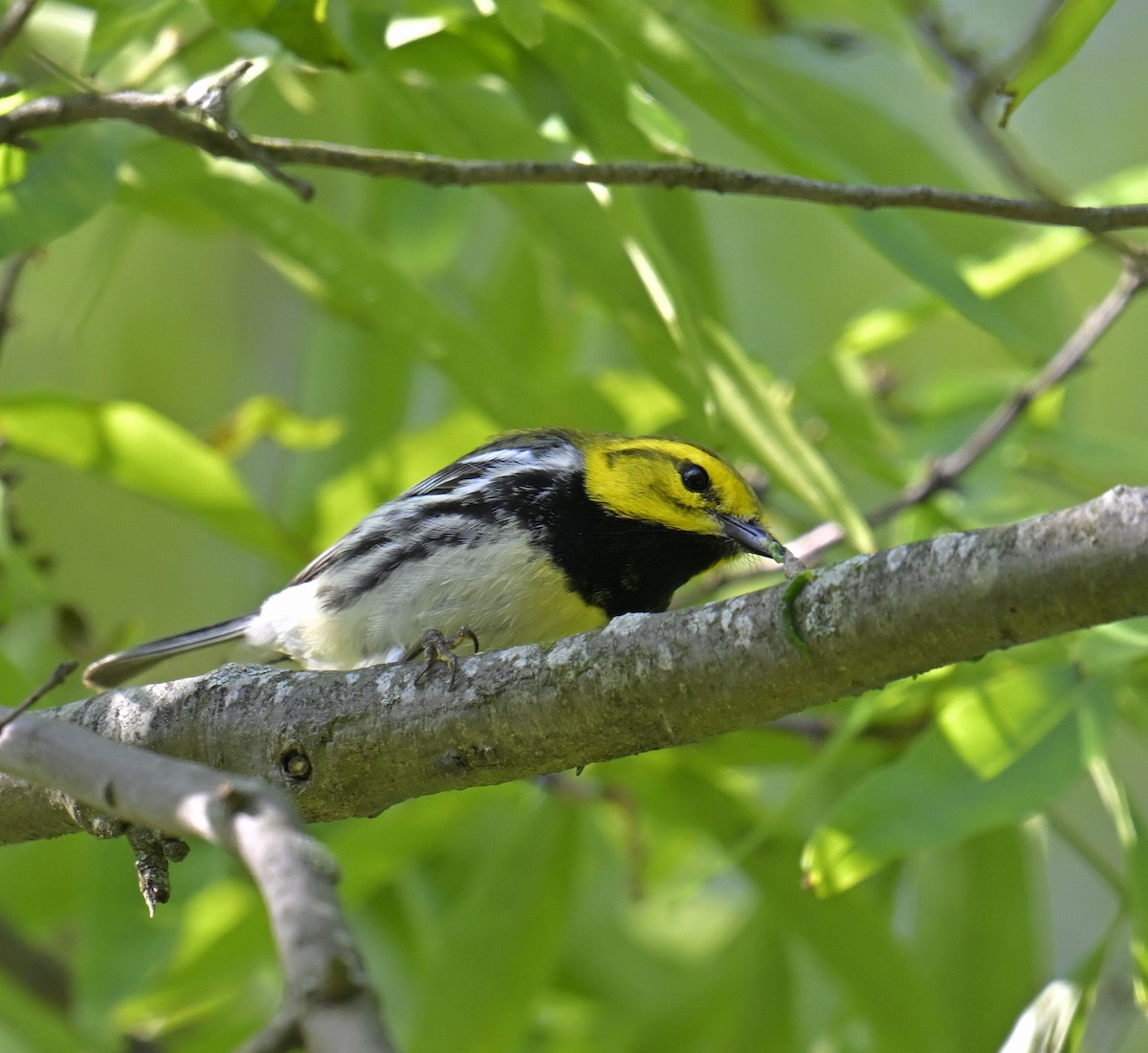 Black-throated Green Warbler - Eric Titcomb