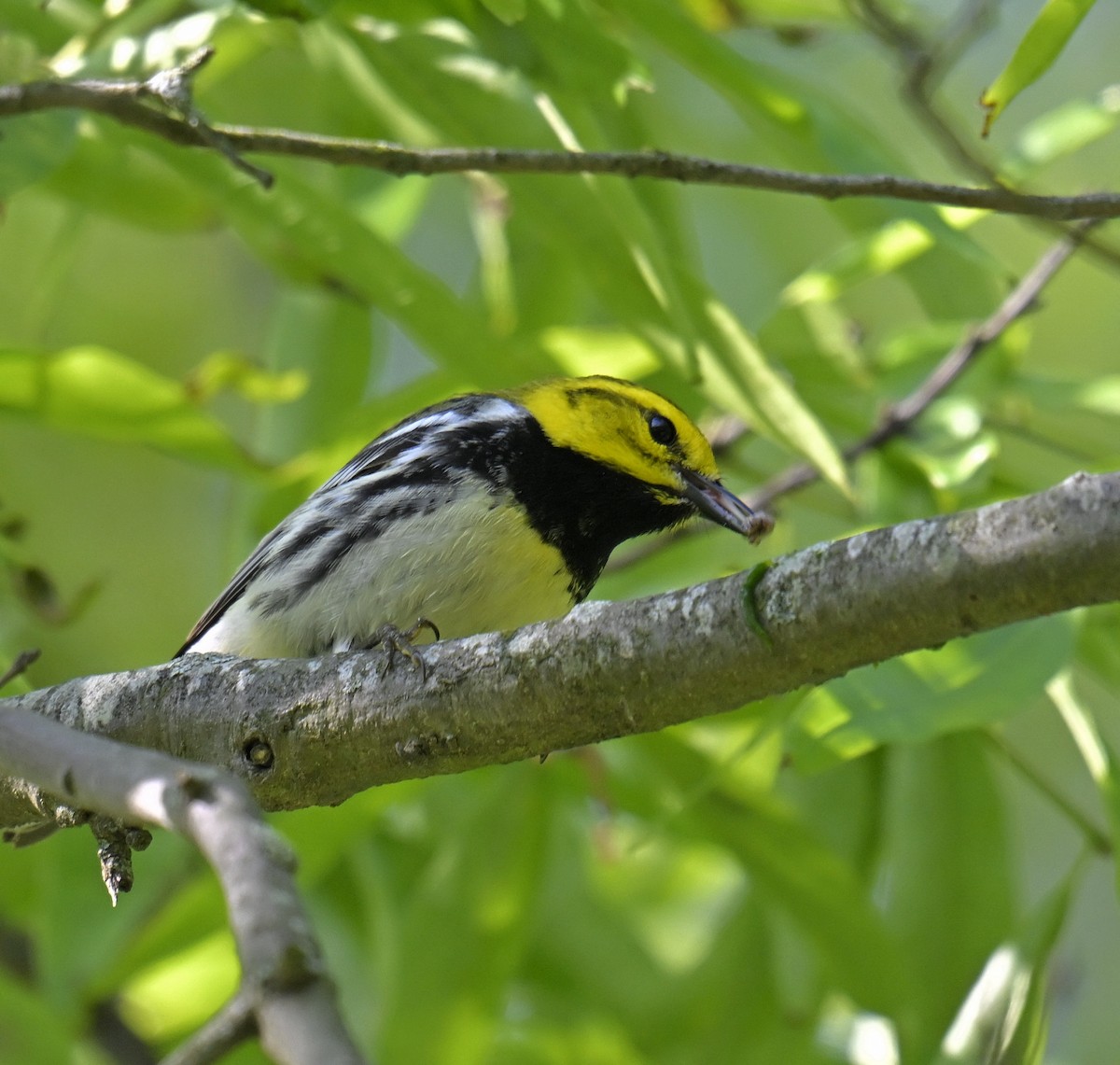 Black-throated Green Warbler - Eric Titcomb