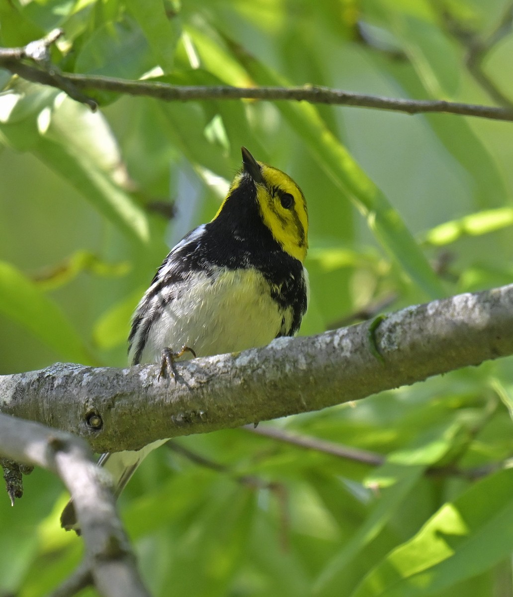 Black-throated Green Warbler - Eric Titcomb